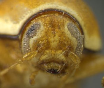 Media type: image;   Entomology 8393 Aspect: head frontal view